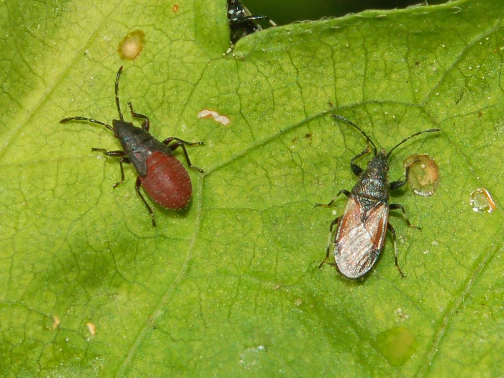 Neanidi di Pyrrhocoris apterus?